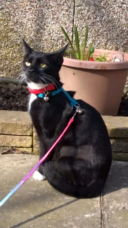 Black kitty with white on chest and feet wearing a collar and on a leash.