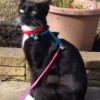 Black kitty with white on chest and feet wearing a collar and on a leash.