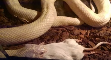 Phoenix (Albino California King Snake)