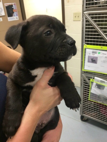 black puppy with white on chest