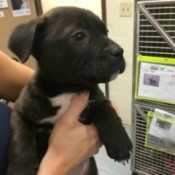 black puppy with white on chest