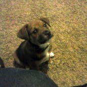 small brown and white puppy with dark markings