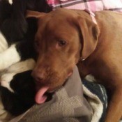 What Breed Is My Dog?