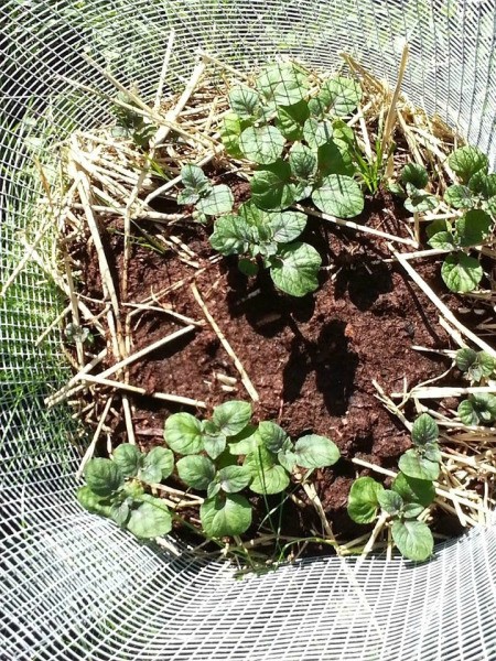 looking down into potato cage with new growth