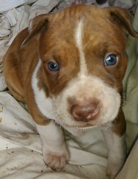 closeup of brown and white puppy