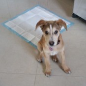 tricolor puppy next to training pad