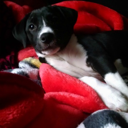 black and white puppy on red blanket