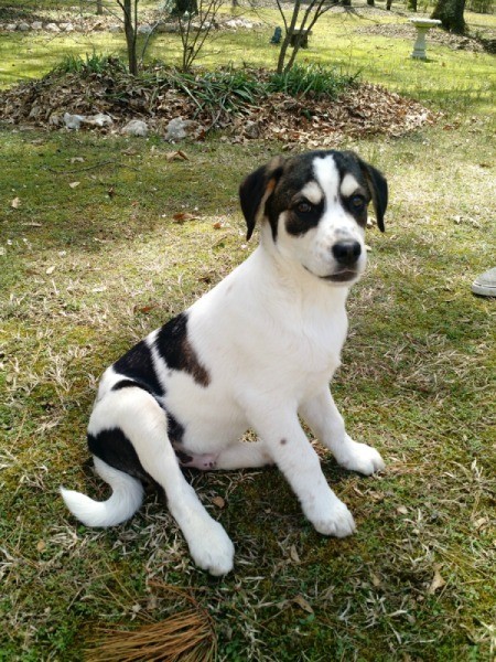 white and black puppy in yard