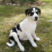 white and black puppy in yard