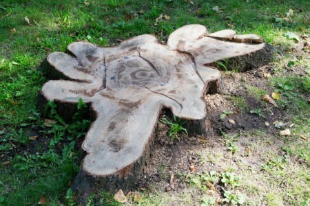 beautiful top down view of tree stump