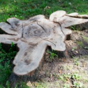 beautiful top down view of tree stump