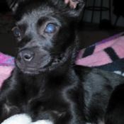 partially blind black puppy