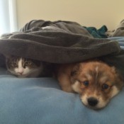 dog and cat under blanket