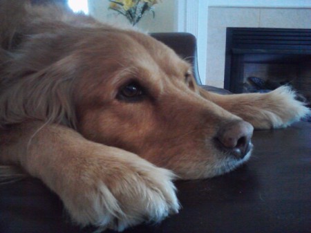 Bailey (Golden Retriever)