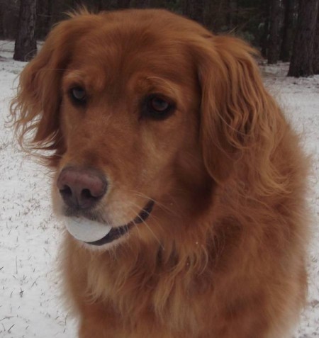 Bailey with golf ball in mouth