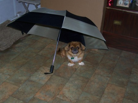 A small dog under an umbrella inside.