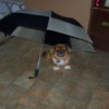 A small dog under an umbrella inside.