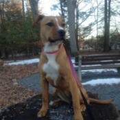 light brown dog with white on chest