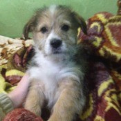 wiry tricolored puppy