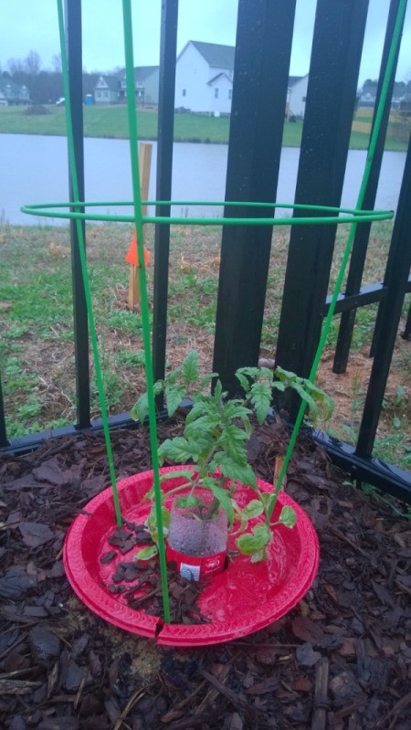 Protecting Tomato Plants when Planting