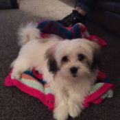 fuzzy whitish dog with dark brown on ears