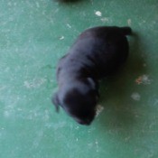 black puppy