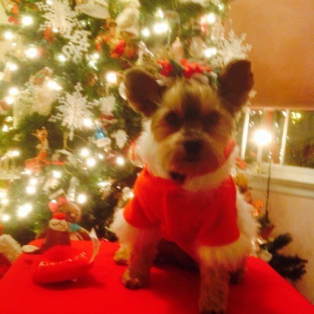 dog and Christmas tree