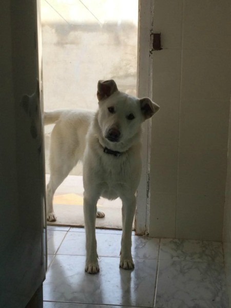 light color dog in doorway