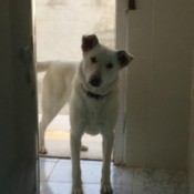 light color dog in doorway