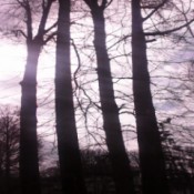 tall oak trees