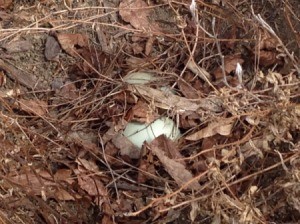 duck egg in nest