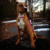 brown dog with white on chest