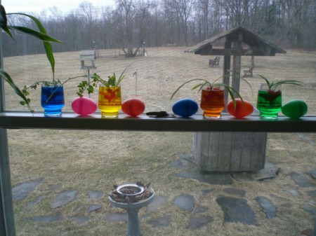 colored water with plants