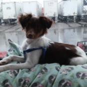 dog in car on blanket