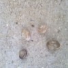 several snails