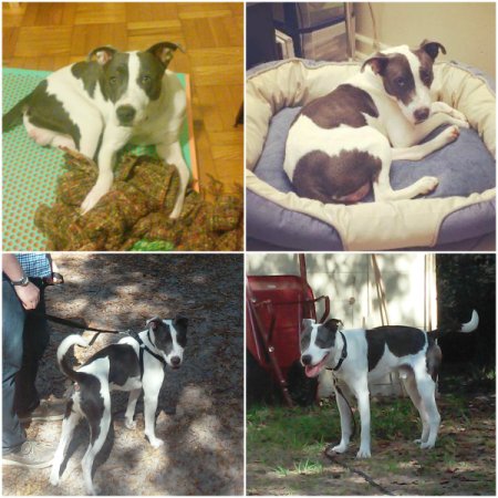 four photos of brown and white dog
