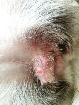 swimmers itch on dogs