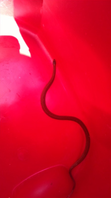 snake on red background