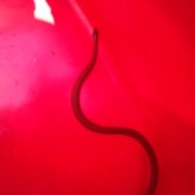 snake on red background