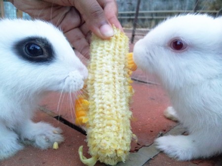 Miffy and another rabbit eating corn on the cob