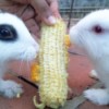 Miffy and another rabbit eating corn on the cob