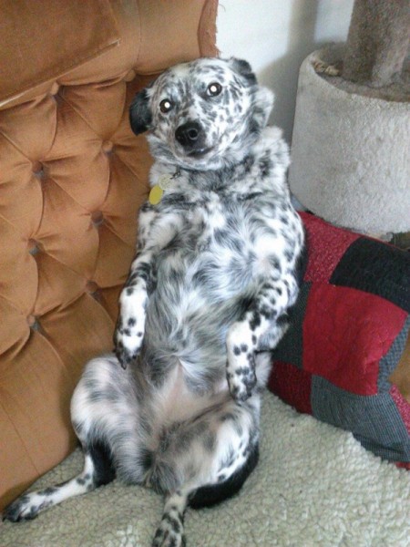 speckled dog on chair