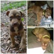 What Breed Is My Puppy?