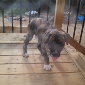 brindle puppy