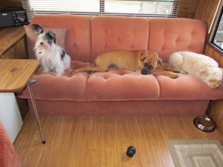 three dogs on couch