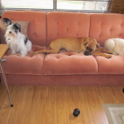 three dogs on couch