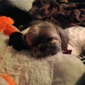 Shih Tzu in blankets