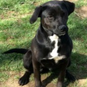 black dog with white on chest