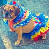 dog in clown suit