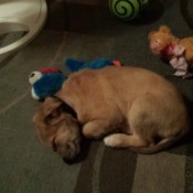 brown puppy sleeping